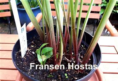 Hosta Red Baron